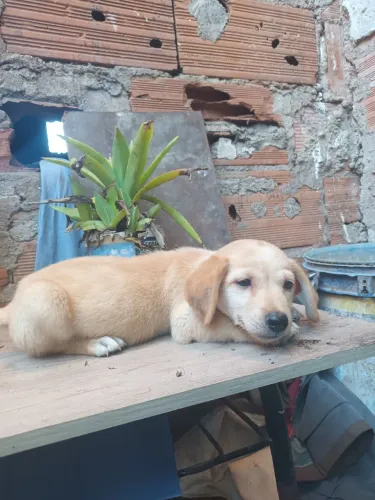 Filhote de cachorro para doação 