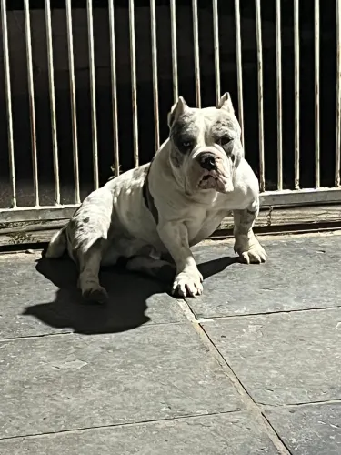 American bully macho para cruza 