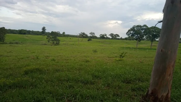 Fazenda de 378 Alqueires Goianos 