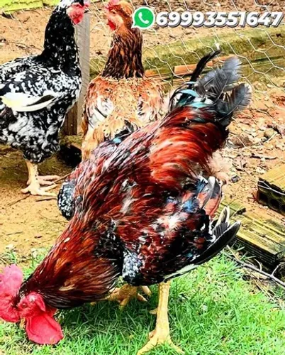 Galinha Sertaneja Balão genética top
