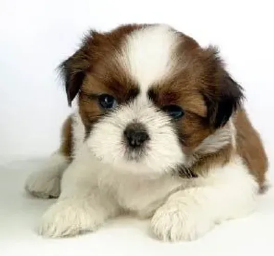 Belos Shih-tzu  disponível 