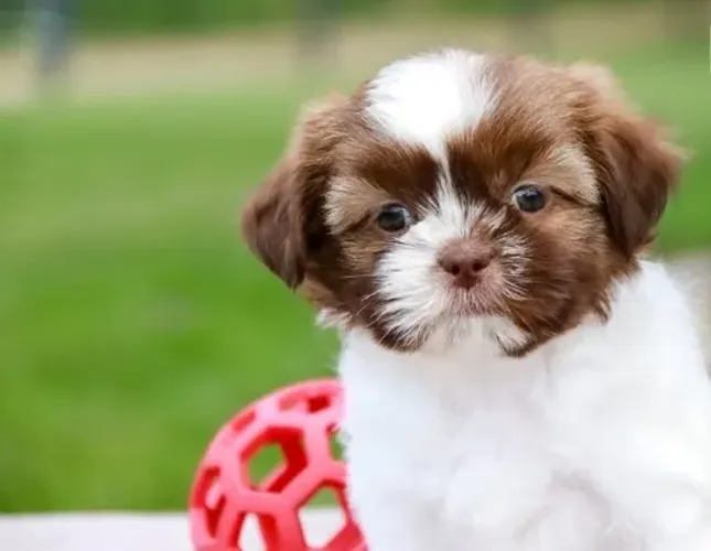 Shih-Tzu: Filhote Macho Branco e Dourado, Fofo, Leal e Pronto para Fazer Parte