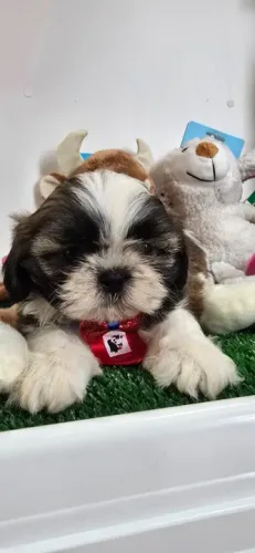Shihtzu MAchinho tricolor disponivel