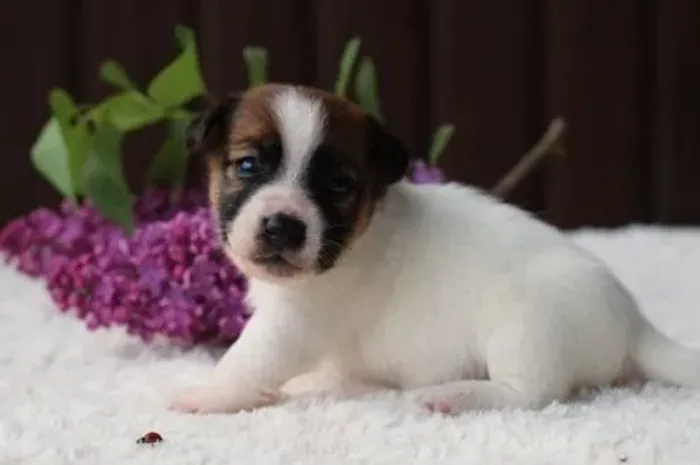 Filhotes de Jack Russell Pequenos, Perfeitos para Apartamentos