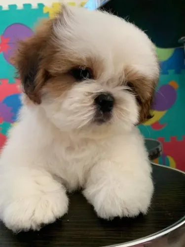 Shih tzu peludo,fofo e alegre
