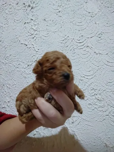 Poodle Mini Toy red disponível lindos 