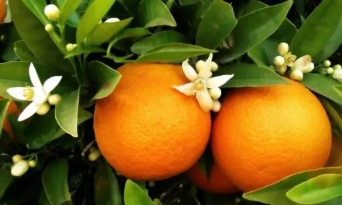 Laranja Pera Enxertada - Fruta Doce e Suculenta Direto do Quintal!