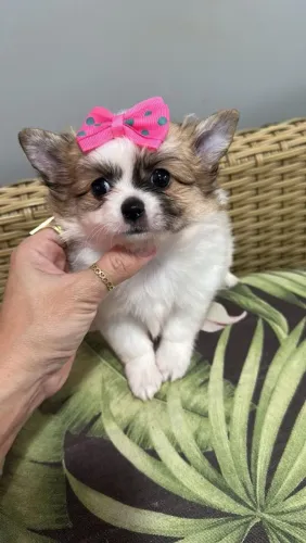 Chihuahua linhagem nobre  com manual de tratamento 