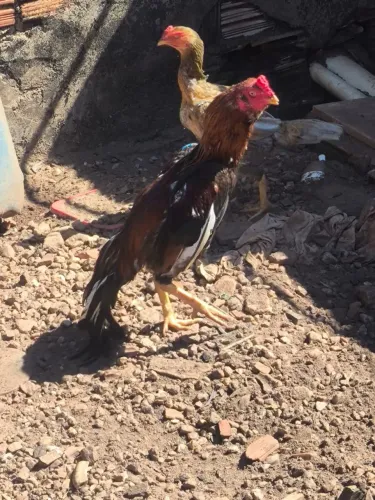 Vendo galo índio
