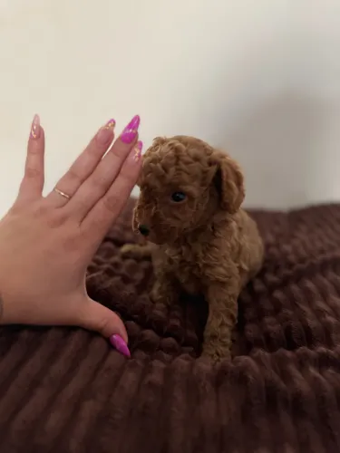 Poodle Toy Perfeito para Apartamento Entregamos