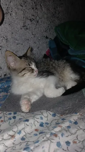 Estou doando esse gato, com urgência, consegui alguém pra adotar, mas foi devolvido