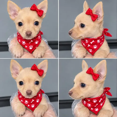 filhotes de pinscher fêmea e macho disponível a pronto entrega em até 12 ×