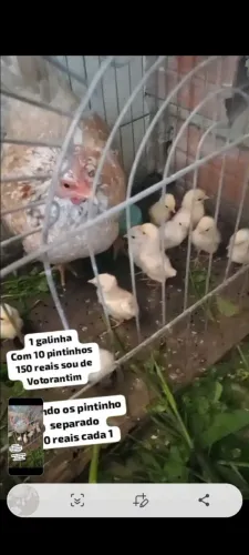 Galinha