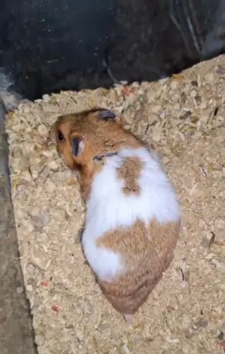 Hamsters Sírios (Vendas acima de 5 unidades)