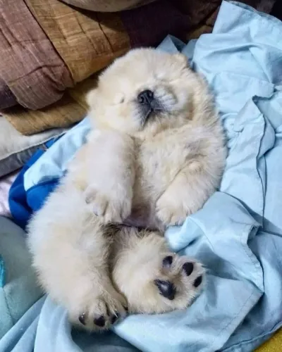 Filhotes de Chow Chow | Peludinho que encanta fácil.