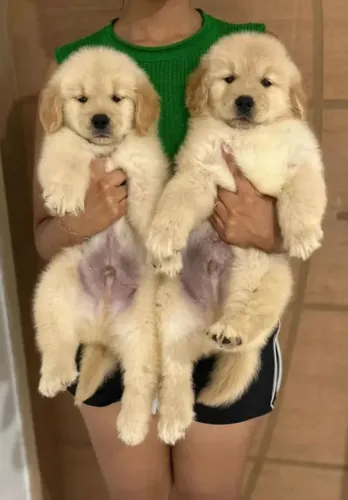 Golden retriever 