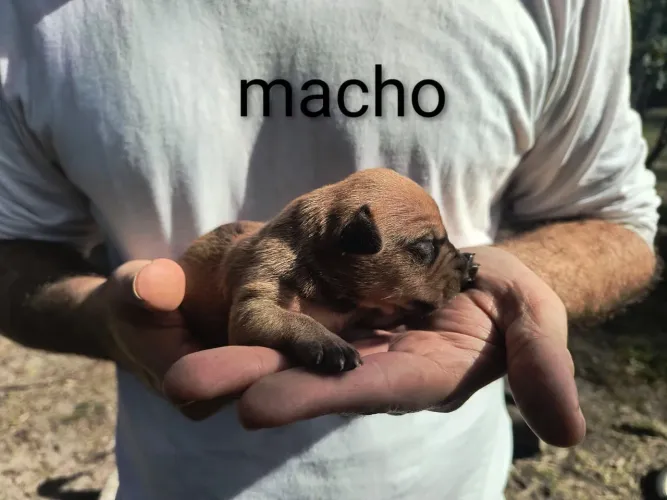 Doa-se filhote cachorro
