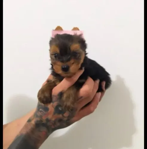 Filhote de Yorkshire Para Compartilhar Uma Companhia Especial