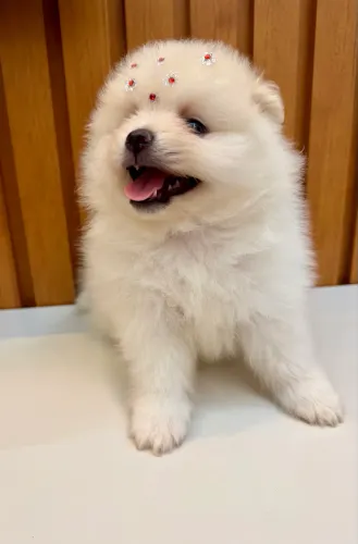 Lulu da Pomerania fêmea 