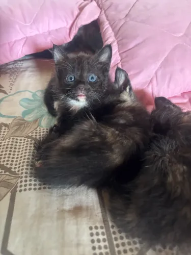 Doação gatinhos