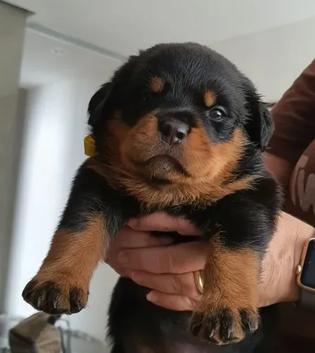 Rottweiler - Filhotes Disponíveis Para Quem Procura Amor Verdadeiro
