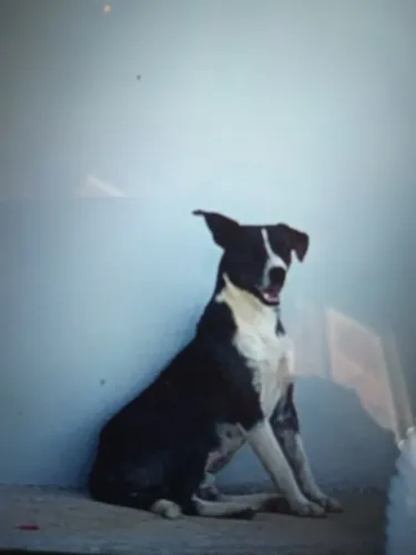 Doa-se cachorro 