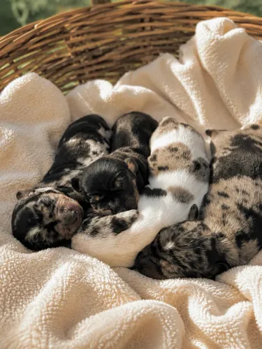 Filhotes de Dachshund/salsicha para reserva, alerquim e preto com canela.