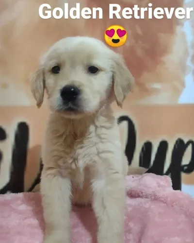 Filhotes de Golden retriver 