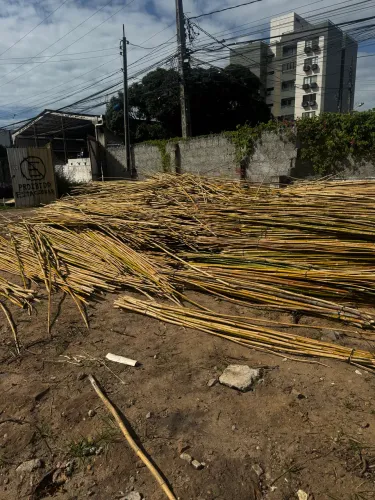 BAMBU PARA POLÍTICA