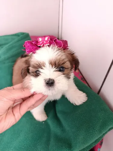 Filhote Shih Tzu, Os bebês mais fofos do mundo canino estão esperando por você!