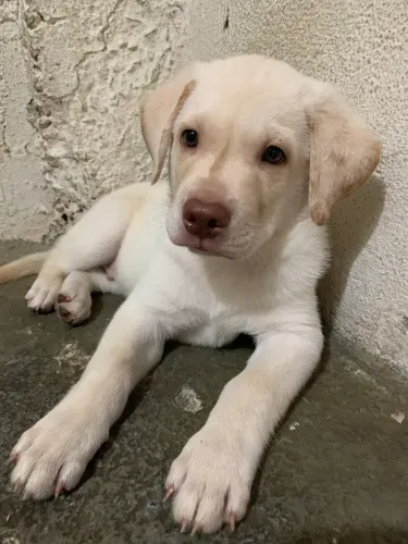 Filhotes de labrador