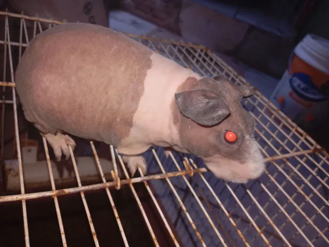 Skinny Pig Dálmata ( FÊMEA ) * Porquinho da índia sem pêlos *
