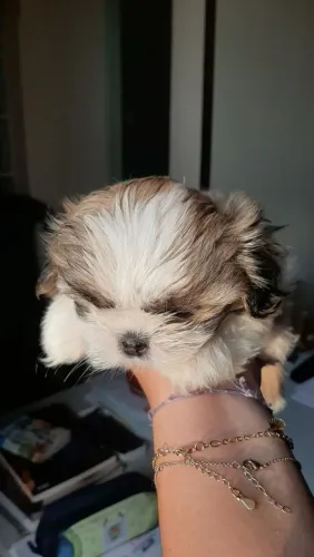 Shih Tzu brincalhão