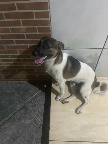Pet