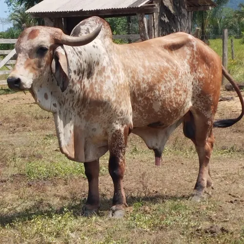 Touro Gir PO