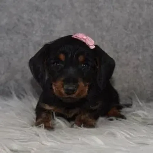 Dachshund teckel fêmea raça pura imperdível hoje não perca 