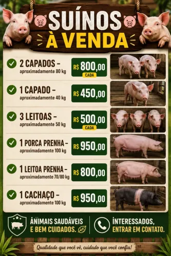 Suínos