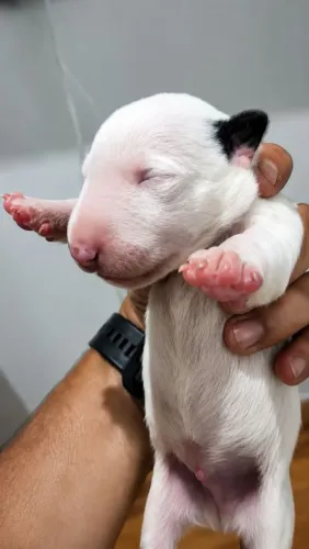 Bull Terrier inglês - standard