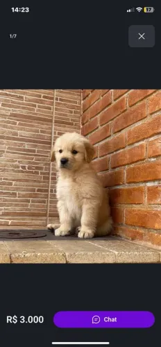 Filhotes de Golden