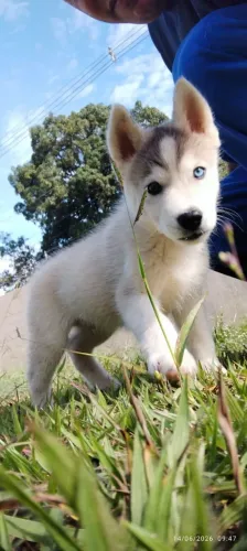 Husky siberiano 