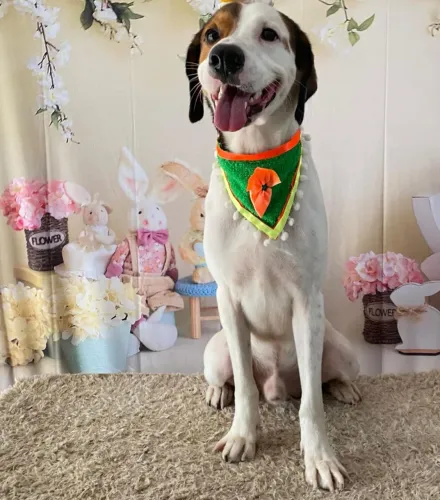 Cachorro pra adoção