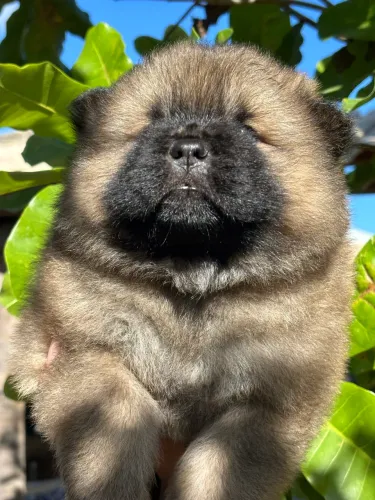 Filhote Chow Chow Fêmea 
