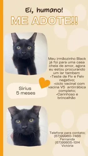 Gato filhote