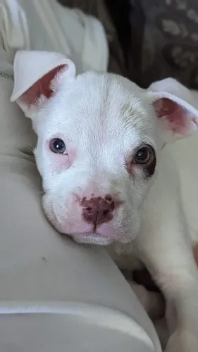 Cachorro filhote Pitbull/ Pit Monster brincalhão e saudável