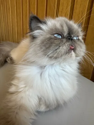 Gata Persa