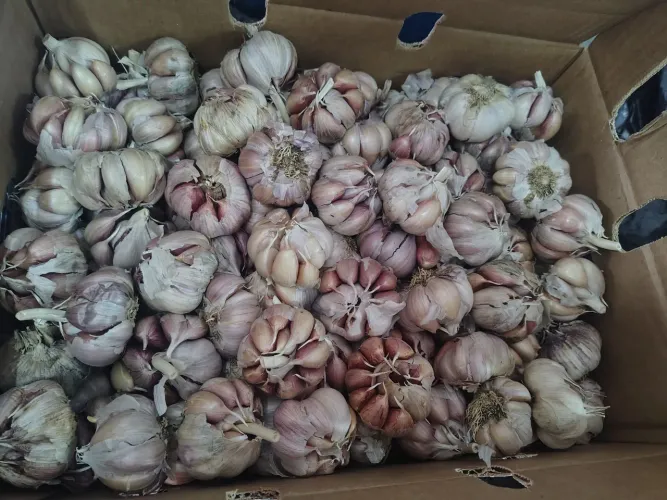 5 caixa de alho 10 kilos 