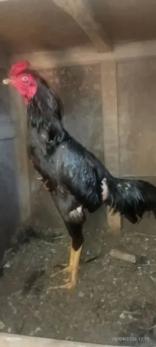 Frango top