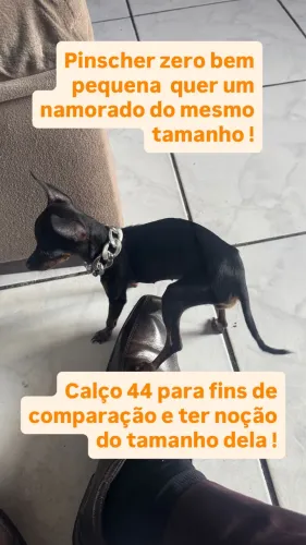 Pinscher zero miniatura procura namorado