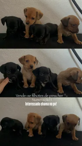 cachorro 