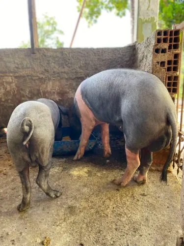 Vendo cachaço e porca prenha de segunda cria. 